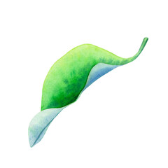 Hand drawn green curved leaf isolated on a white background.