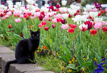 Chat et champ de tulipes