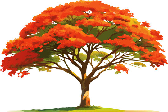 A  Royal Poinciana (Delonix regia), showing its umbrella-shaped canopy and bright red-orange flowers, isolated on a white background.