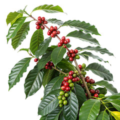 Coffee plant with ripe red and green berries.