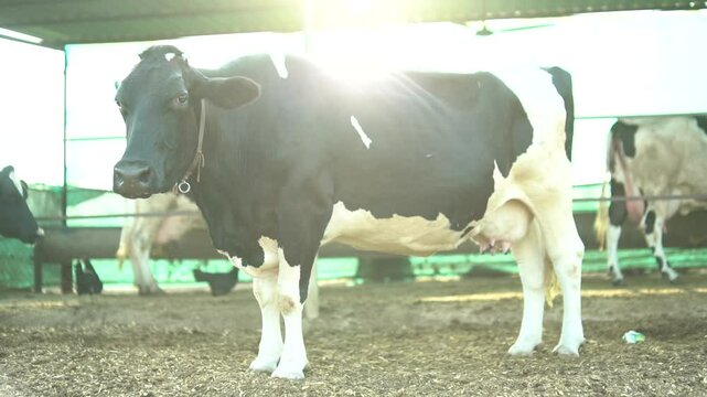 Slow motion close up of a black angus cow mooing towards camera