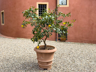 lemon tree in a terracotta pot placed against a rustic orange old house wall. mediterranean vibe, gardening, eco-friendly living