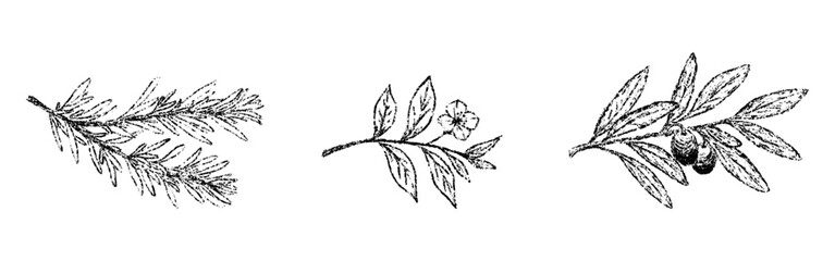 Sketch crayon aroma spicy and cosmetic plant set. Hand drawn scribble doodle branch of rosemary, tea tree, olive. Pencil texture vector illustration.
