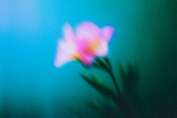 Abstract Blurred Flowers Background