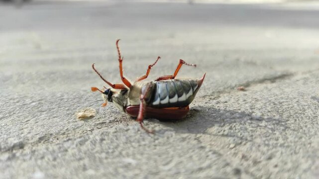 Helpless May beetle struggling on its back, moving tiny legs frantically on rough pavement surface in bright daylight scene