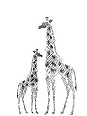 Sketch Style Giraffes vector Illustration Isolated on White Background © VikArt