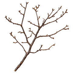 Fototapeta premium dry twig branch without leaves