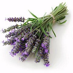 Fresh Lavender Bouquet Tied with Twine Isolated on White Background
