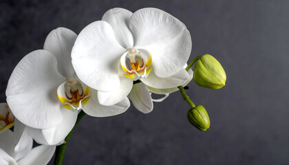 Close-up of Elegant White Phalaenopsis Orchid Blooming on Dark Background