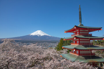 新倉山浅間公園　富士山と五重塔と桜