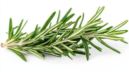 Fototapeta premium Fresh rosemary herb branch on white background