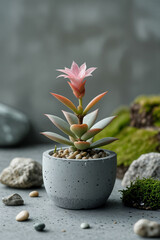 Fototapeta premium Blooming Pink Succulent in Concrete Pot on Stone Background.