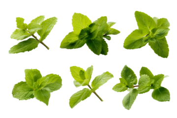 Fresh vibrant green mint leaves collection isolated on black background nature's coolness refreshing aroma