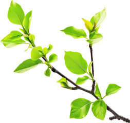 Fresh green leaves on a branch