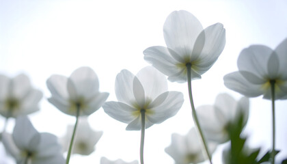 Obraz premium Close-up of Delicate White Anemone Flowers Blooming in Sunlight