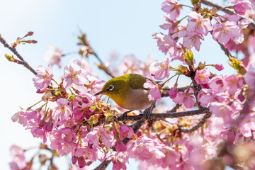 河津桜とメジロの春景色