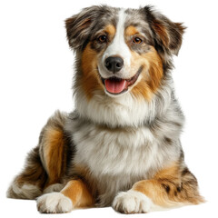 Fototapeta premium Happy Australian Shepherd Dog Isolated