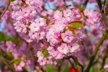 Beautiful Pink Cherry Blossom Flowers in Full Bloom During Spring