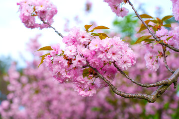 Blooming Cherry Blossom Branch With Soft Pink Flowers In Spring