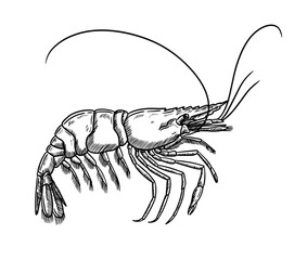 Hand draw crayfish vector illustration seafood