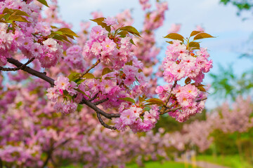 Blooming Cherry Blossom Trees Against a Clear Blue Sky