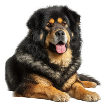 Isolated Tibetan Mastiff Dog Laying Down.