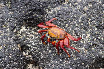 Galapagos Red Crab