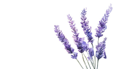 Naklejka premium Beautiful lavender flowers in vibrant purple hues.