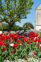 Bright red tulips blooming under a small green tree on a sunny spring day, with a soft urban background.