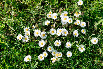 General stock. Gardening. .Bellis perennis - lawn daisy. ..flower, flowers, flowering, white, april, spring, selective focus,