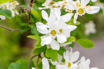 白く可憐に咲くリキュウバイの花