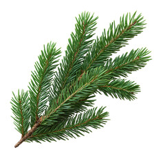 Green christmas fir tree branch isolated on transparent background.
