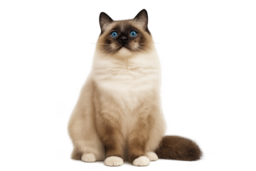 Fluffy Siamese Cat with Striking Blue Eyes in a Portrait Style