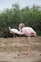 Galapagos Flamingo