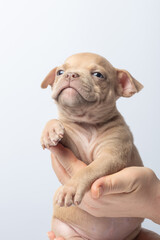 Cute light brown puppy being held gently in hands against plain background. Light brown puppy held in human hands, concept of pet care and affection.