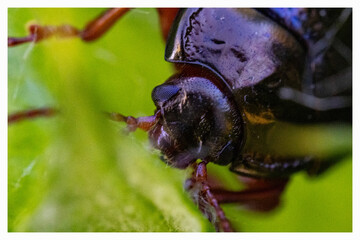 escarabajo