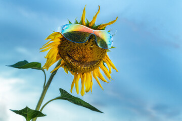 A cheerful sunflower in sunglasses against a blue sky. The image conveys positivity, joy, summer, good mood and positive emotions. Bright colors and a cheerful image.