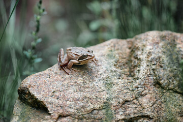 Frog on a rock in its natural habitat. The image shows wildlife, animals, ecology.
