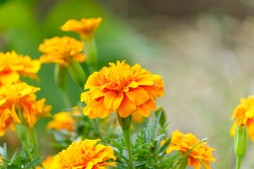 鮮やかに咲くマリーゴールドの花