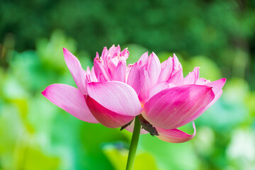鮮やかに咲く大輪の蓮の花