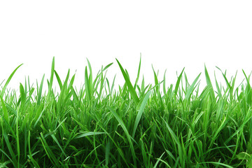 Fototapeta premium Lush Green Grass Blades Against a Striking transparent background, Ideal for Composites