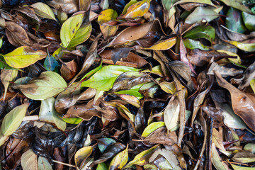 Fallen leaves from New Zealand trees on the ground