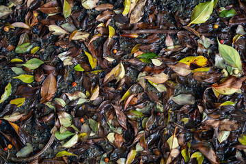 Fallen leaves from New Zealand trees on the ground