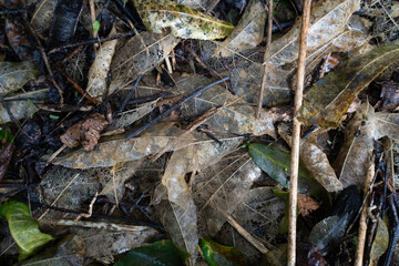 Fallen leaves from New Zealand trees on the ground