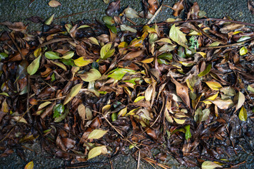 Fallen leaves from New Zealand trees on the ground
