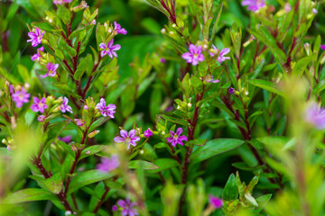 雨上がりのメキシコハナヤナギ