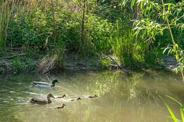 Stockenten Familie