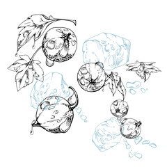 Currant gooseberry flying in water splash green leaves, ice cubes, dew drops, ripe garden berry juneberry casseille jostaberry. Isolated illustration hand drawn in vector ink. Craft drinks, grocery