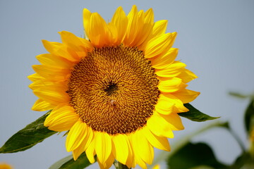sunflower on a white background