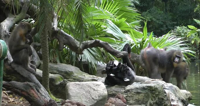 A group of mandrills playing